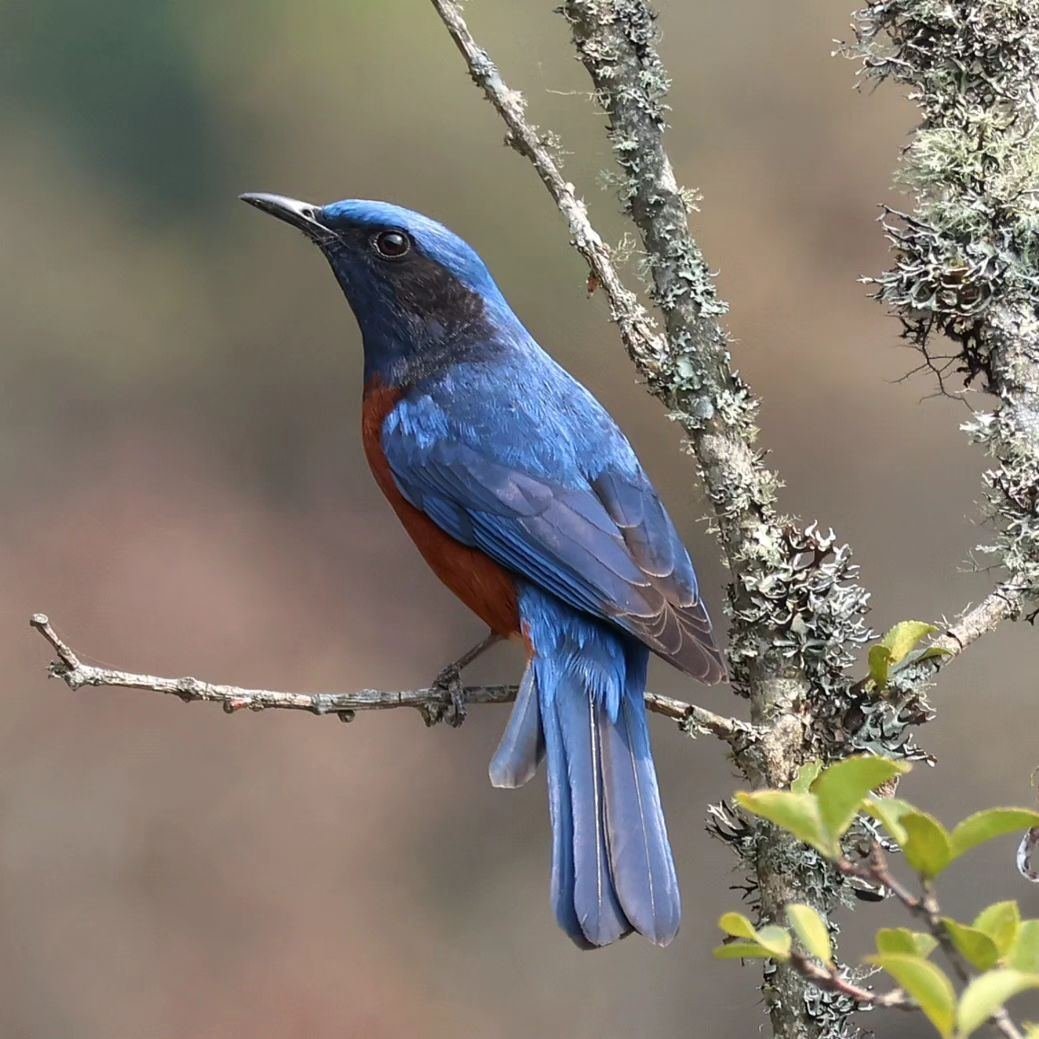 Birding Circuit