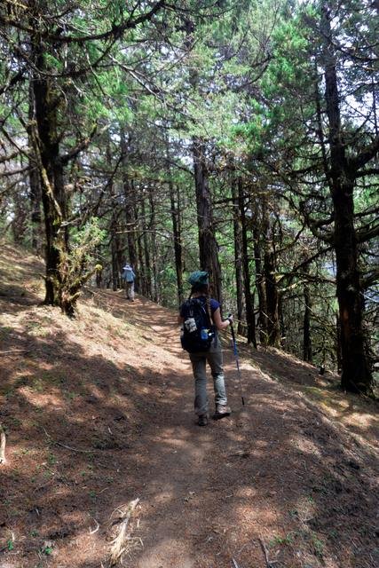 Hiking through pine forest trail